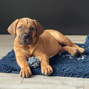 cane corso for sale near me