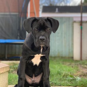 Cane Corso breeders near me