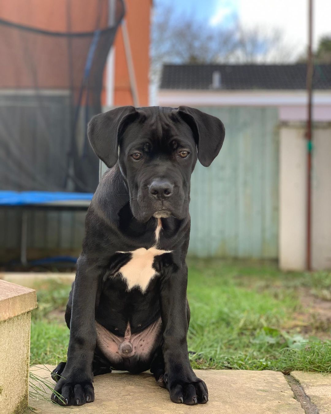 Cane Corso breeders near me