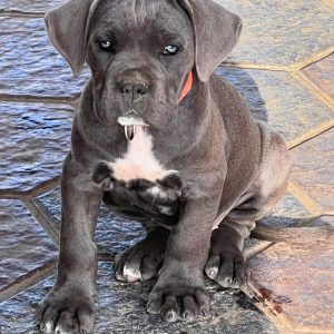 cane corso puppies for sale near me