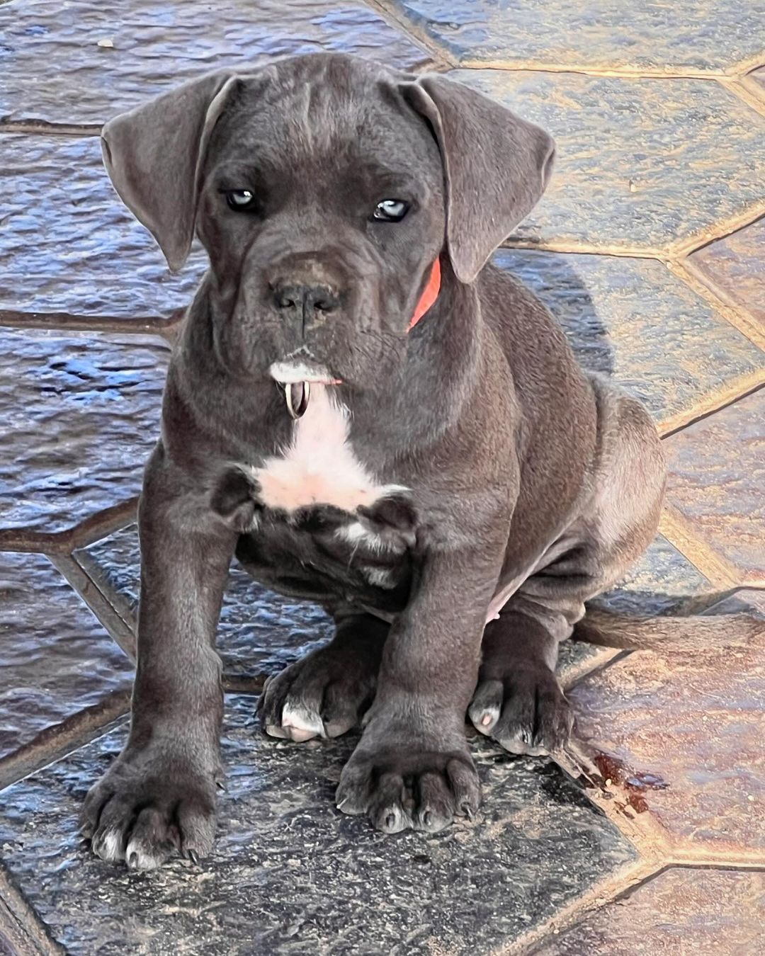 cane corso puppies for sale near me