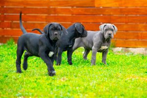 Cane Corso puppies for sale near me